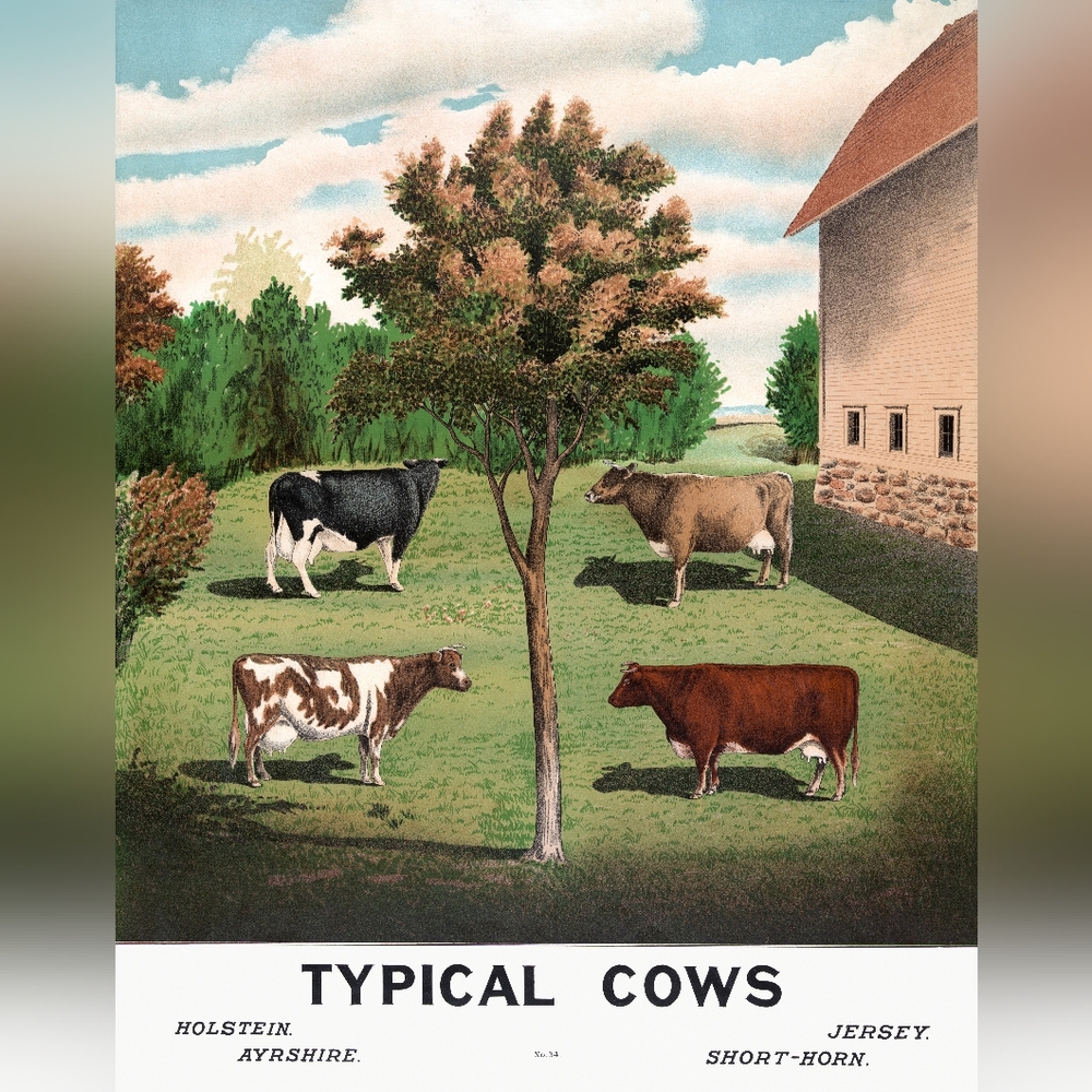 Vintage Cow Illustration Print
